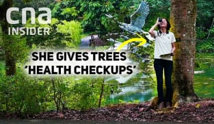 How tree doctors keep Singapore’s 2 million urban trees healthy