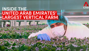 Inside the United Arab Emirates’ largest vertical farm | Video