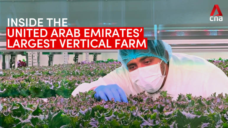 Inside the United Arab Emirates’ largest vertical farm | Video