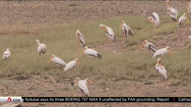 Singapore's flora and fauna facing further loss from rising seas and warming weather | Video