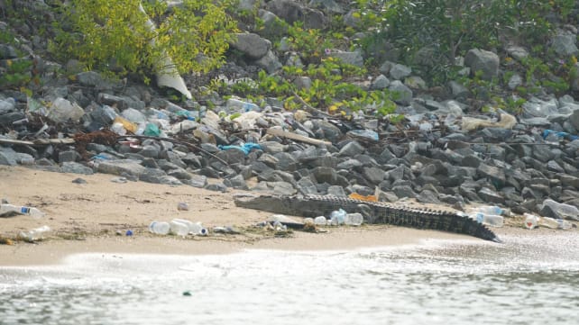 Crocodile at Marina East beach that was put down posed 'significant risk' to public safety: Tan Kiat How