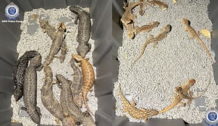 Australian police bust criminal syndicate trying to smuggle reptiles to Hong Kong