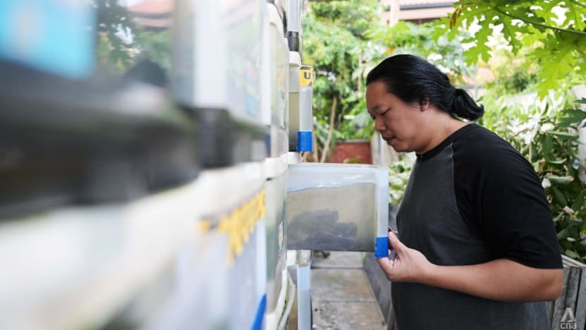 How one urban farmer is making crab farming a reality in Singapore flats