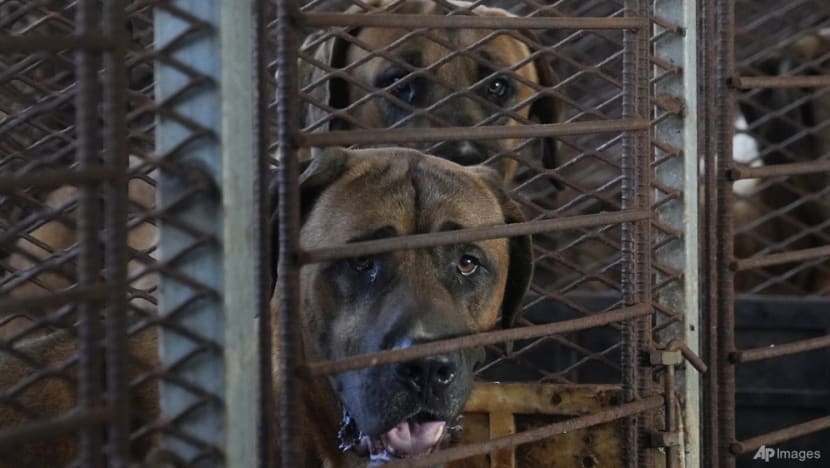 South Korea's parliament expected to pass Bill to ban dog meat trade